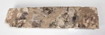 Reptile Fossil