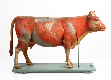 Anatomical Teaching Model of a Cow