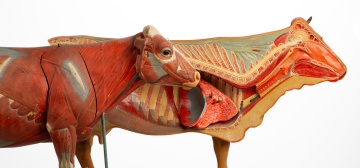 Anatomical Teaching Model of a Cow