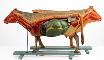 Anatomical Teaching Model of a Cow