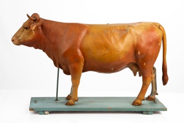 Anatomical Teaching Model of a Cow