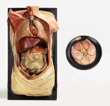 Denoyer-Geppert Anatomical Torso and Brain Models