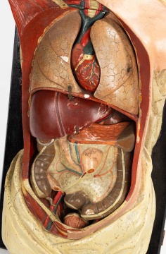 Denoyer-Geppert Anatomical Torso and Brain Models