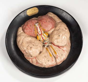 Denoyer-Geppert Anatomical Torso and Brain Models