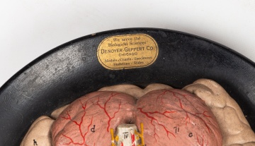 Denoyer-Geppert Anatomical Torso and Brain Models