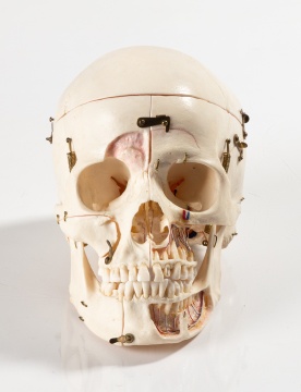 Anatomical Skull Model in Case
