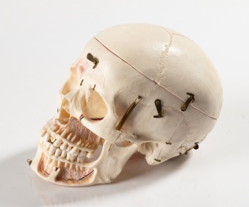 Anatomical Skull Model in Case