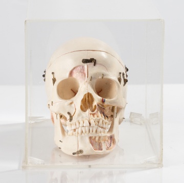 Anatomical Skull Model in Case