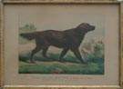 Currier & Ives Print "Champion Irish Setter Rover by Beauty, out of Grace."