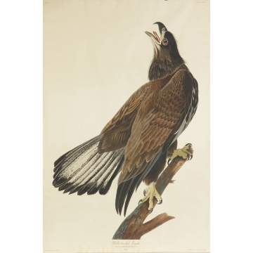 John James Audubon (American, 1785-1851) (After) White-headed Eagle, Falco Leucocepephalus, Plate CXXVI