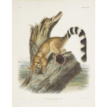 John James Audubon (American, 1785-1851) (After) Bassaris Astuta, Light, Ring Tailed Bassaris, Natural Size, Male,  Plate XCVIII