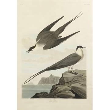 John James Audubon (American, 1785-1851) (After) Arctic Yager, Lestris Parasitica, Plate CCLXVII