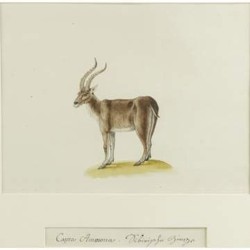 Watercolor of an Ibex