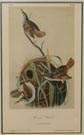 Audubon Lithograph "Marsh Wren"