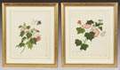 Two Chinese Botanical Hibiscus Watercolors
