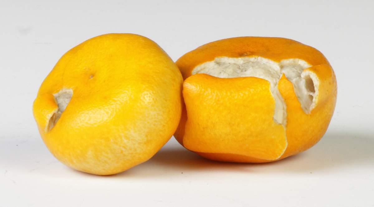 Japanese Carved Ivory Tangerines Cottone Auctions