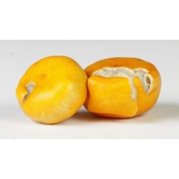 Japanese Carved Ivory Tangerines