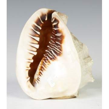 Carved Shell Lamp Shade