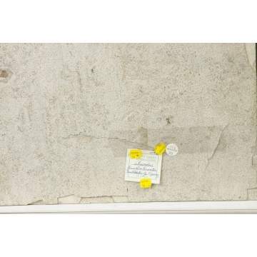 Phareodous Green River Formation Fossil