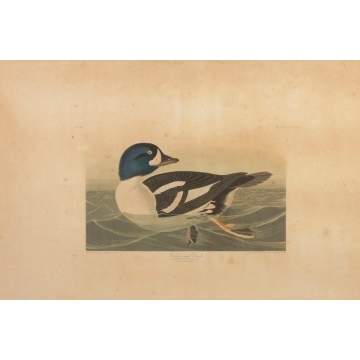 J.J. Audubon "Golden-Eye Duck" 